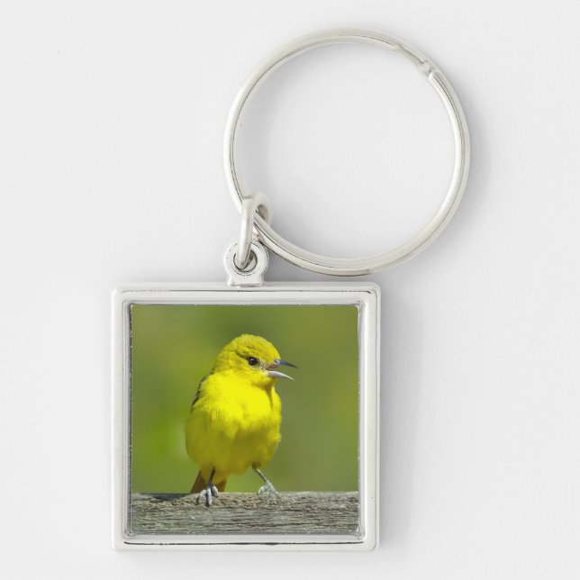 Llavero Oriole de huerta - Fotografía original (Frente)