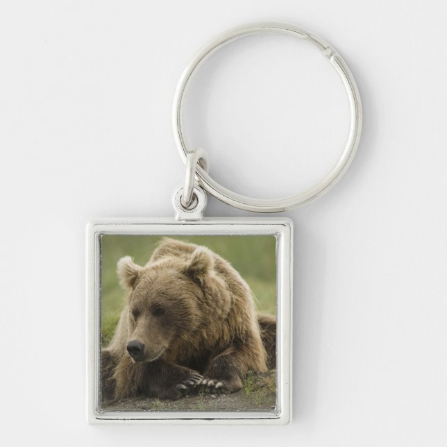 Llavero Oso marrón o oso pardo costero, Ursus (Frente)