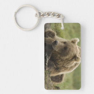 Llavero Oso pardo, o oso grizzly costero, Ursus