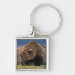 Llavero Oso pardo, oso grizzly, tomando una siesta, Katmai
