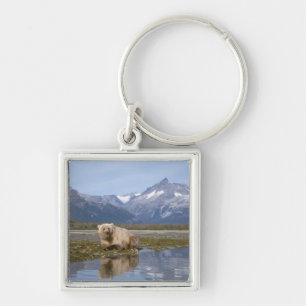 Llavero oso pardo, Ursus arctos, oso grizzly, Ursus 4