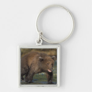 Llavero oso pardo, Ursus arctos, oso grizzly, Ursus 6