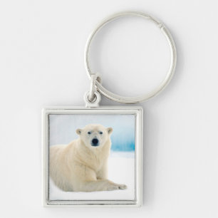 Llavero oso polar adulto con gran jabalí en el hielo de ve