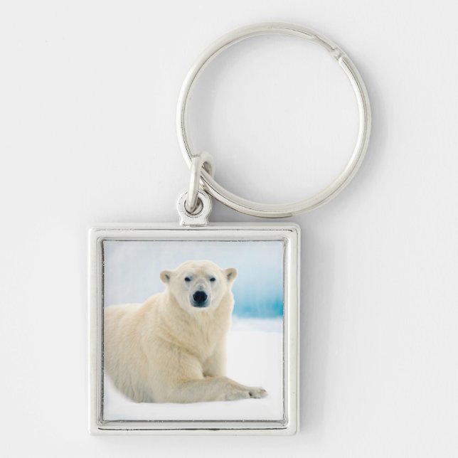 Llavero oso polar adulto con gran jabalí en el hielo de ve (Frente)