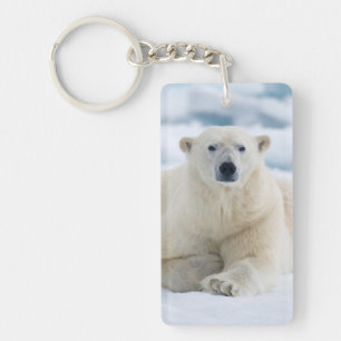 Llavero Oso polar adulto en el hielo de verano