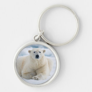 Llavero Oso polar adulto en el hielo del verano