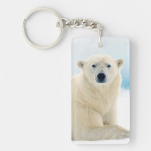 Llavero Oso polar adulto gran verraco en el hielo de veran