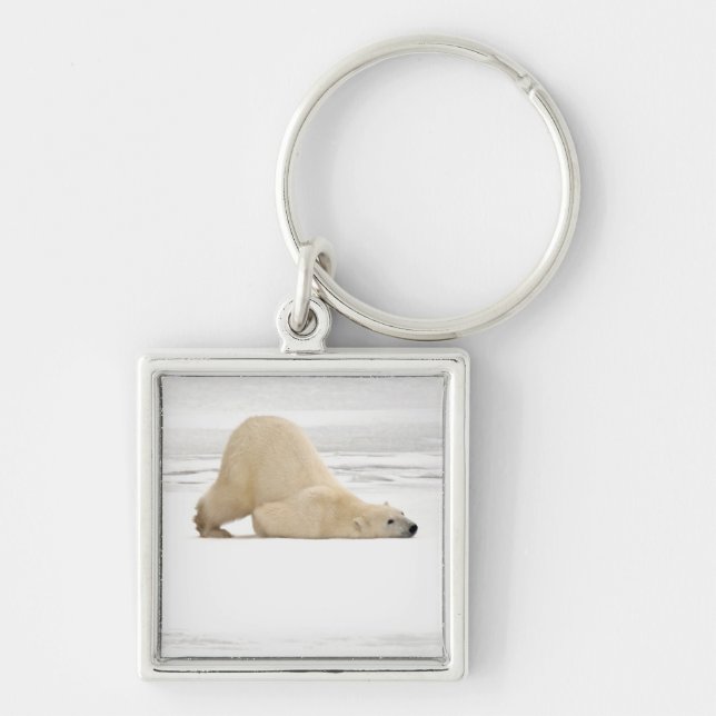 Llavero Oso polar arañándose sobre tundra congelada (Frente)