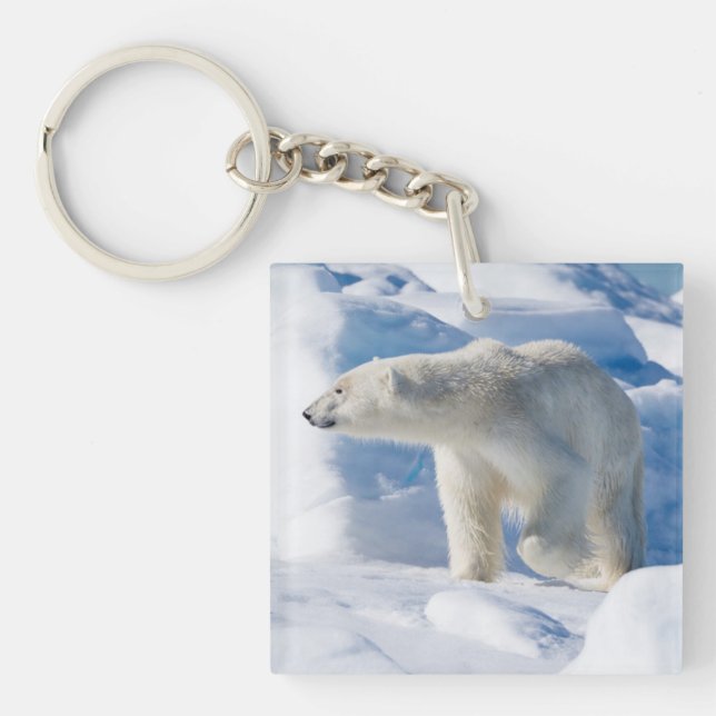 Llavero Oso polar macho joven (Frente)