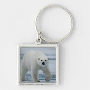 Llavero Oso Polar, Ursus Maritimus, Adulto