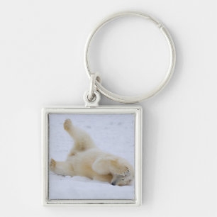 Llavero oso polar, Ursus maritimus, cachorro rodando