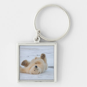 Llavero oso polar, Ursus maritimus, cachorro rodando 3