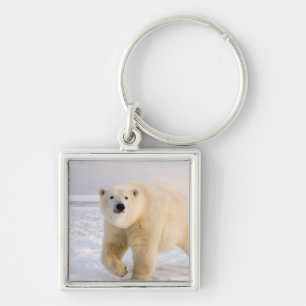 Llavero oso polar, Ursus maritimus, en hielo y nieve, 2