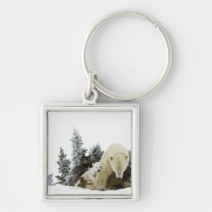 Llavero Osos polares en el parque nacional de Wapusk