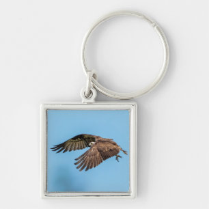 Llavero Osprey en vuelo en el Parque Estatal de la Isla de