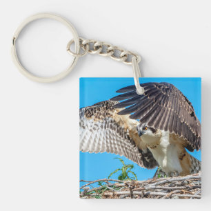 Llavero Osprey juvenil en el nido
