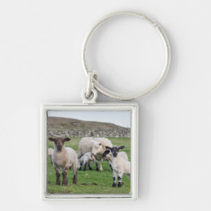 Llavero Oveja Shetland
