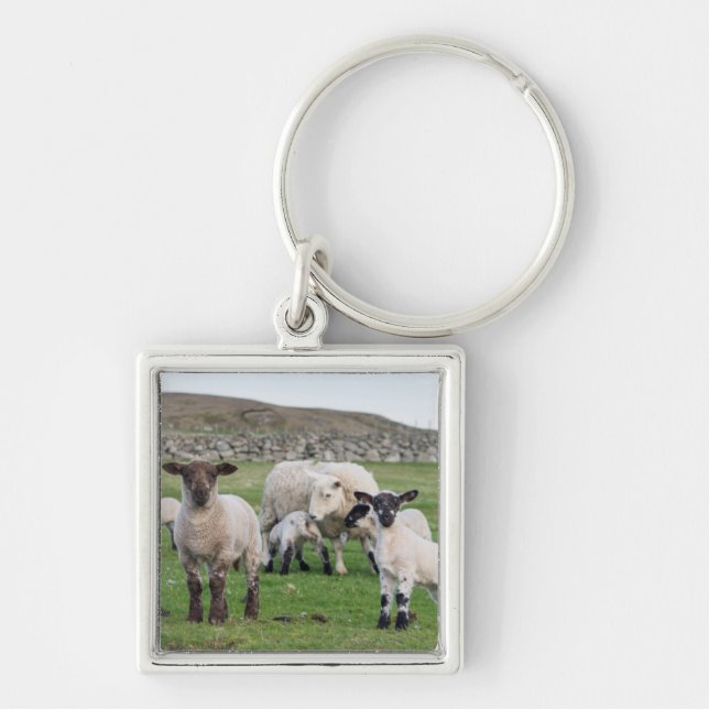 Llavero Oveja Shetland (Frente)