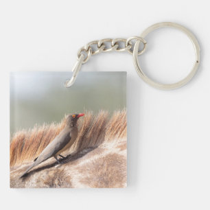 Llavero Oxpecker sobre una jirafa