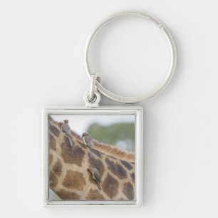 Llavero Oxpeckers en la jirafa, parque nacional de Kruger,