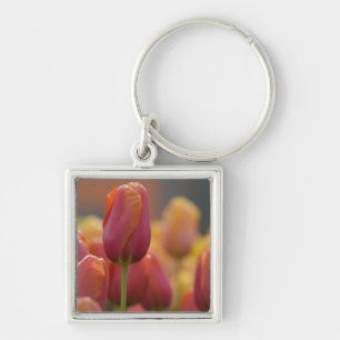 Llavero Países Bajos (Holanda), Lisse. Keukenhof 6