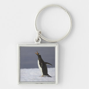 Llavero Pájaro adulto del pingüino de Gentoo (Pygoscelis