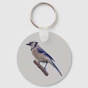 Llavero Pájaro del arrendajo azul
