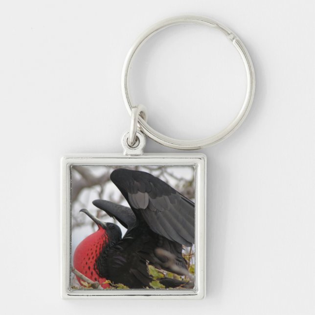 Llavero Pájaro fragata magnífico (Frente)