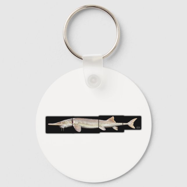 Llavero Pallid Sturgeon - Scaphirhynchus albus (Anverso)