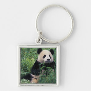 Llavero Panda gigante en la hierba, Valle de Wolong, Sichu