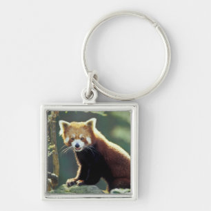 Llavero Panda rojo Ailurus fulgens)
