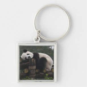 Llavero Pandas gigantes en la protección de pandas gigante
