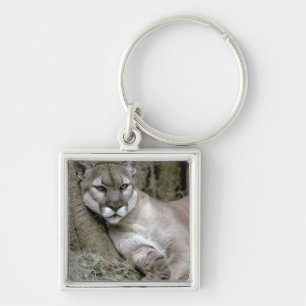 Llavero Pantera de Florida, Felis concolor coryi,