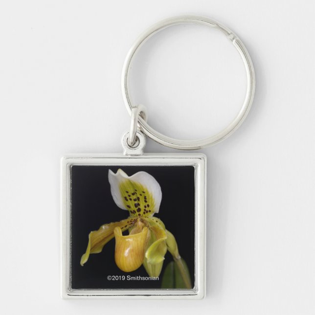 Llavero Paphiopedilum Exul (Frente)