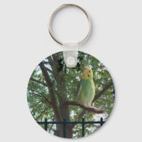 Parakeet