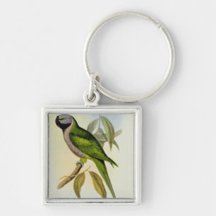 Llavero Parakeet: Palaeornis Derbianus, c.1850