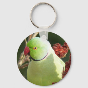 Llavero parakeet Rosa-anillado