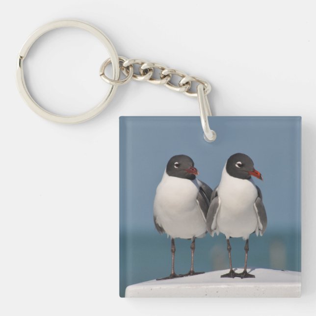Llavero Pareja de gaviotas de cabeza negra (Frente)
