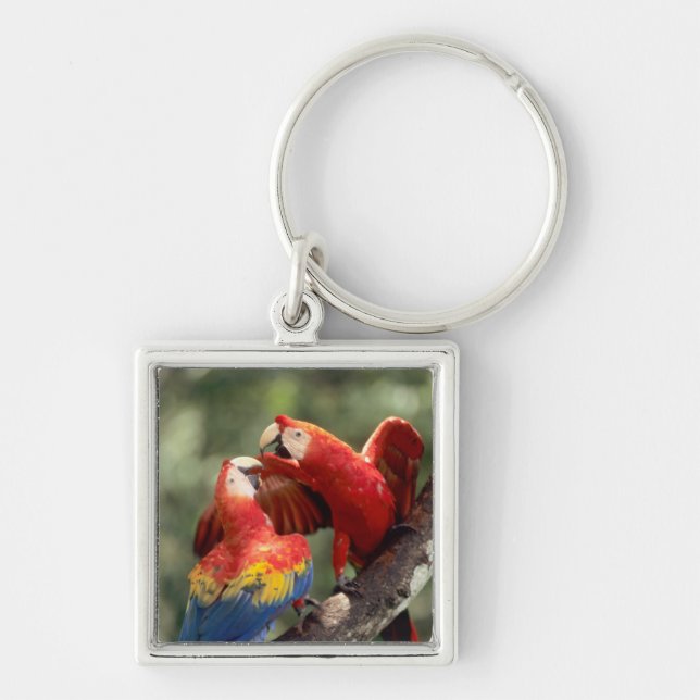 Llavero Pareja de Scarlet Macaws (Frente)
