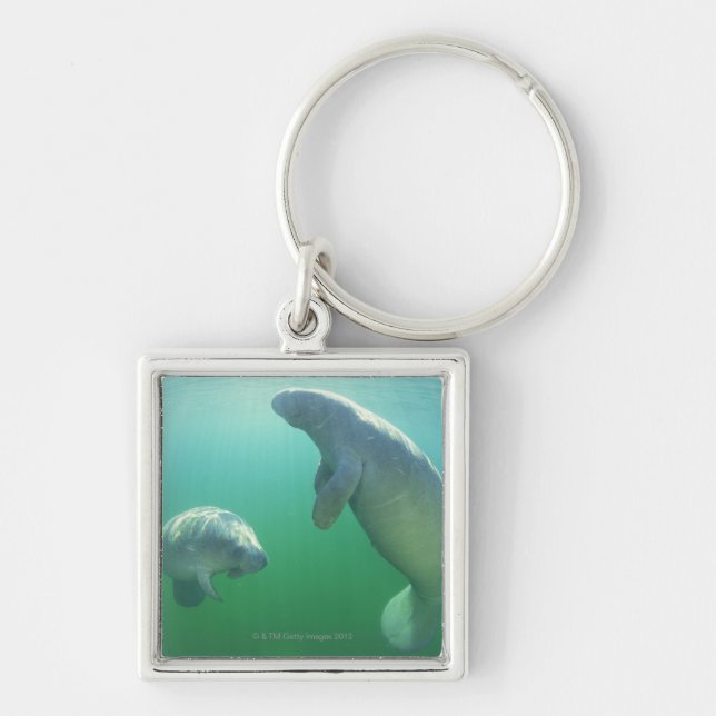 Llavero Pares de manatees de la Florida que nadan (Frente)