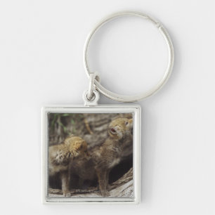 Llavero Pares de perritos jovenes del coyote que gritan