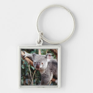 Llavero Parque de vida salvaje Featherdale, osos koala