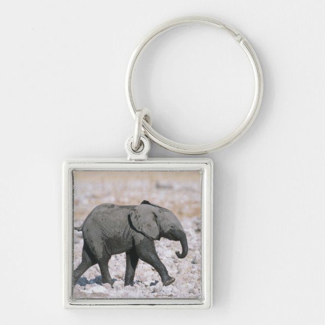 Llavero Parque nacional de Etosha, Namibia (Frente)