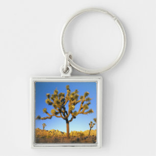 Llavero Parque Nacional Joshua Tree, California. EE. UU.
