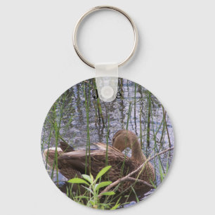 Llavero Pato acicándose entre los juncos