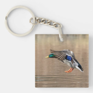 Llavero Pato Mallard en vuelo