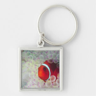 Llavero Paupau Nueva Guinea, Gran Barrera de Coral,