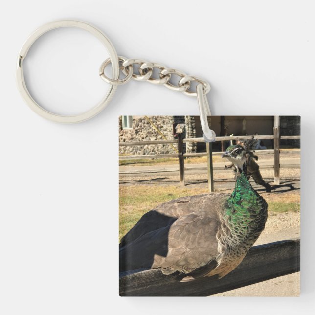 Llavero Pavo real en una cerca, Idaho (Frente)