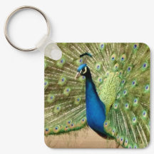 Pavo Real Hermoso