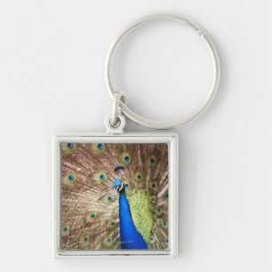 Llavero Pavo real que exhibe el plumaje